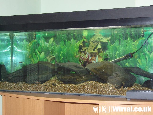 Attached picture new tank.jpg